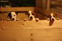 Caine Catel Oferta Rara !!! Puiuti adorabili Jack Russel !!! foto