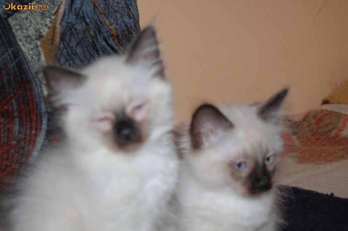 Pui de pisica ragdoll foto mare