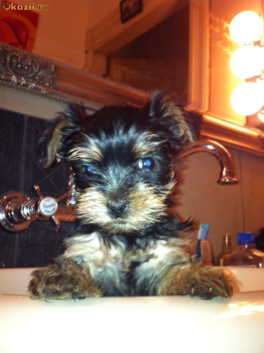 VAND FETITA YORKSHIRE TERRIER foto mare
